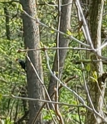 Pileated Woodpecker - Anonymous