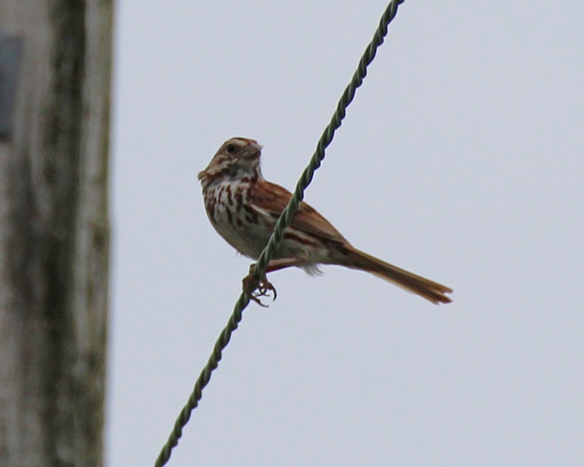 Song Sparrow - ML612684582