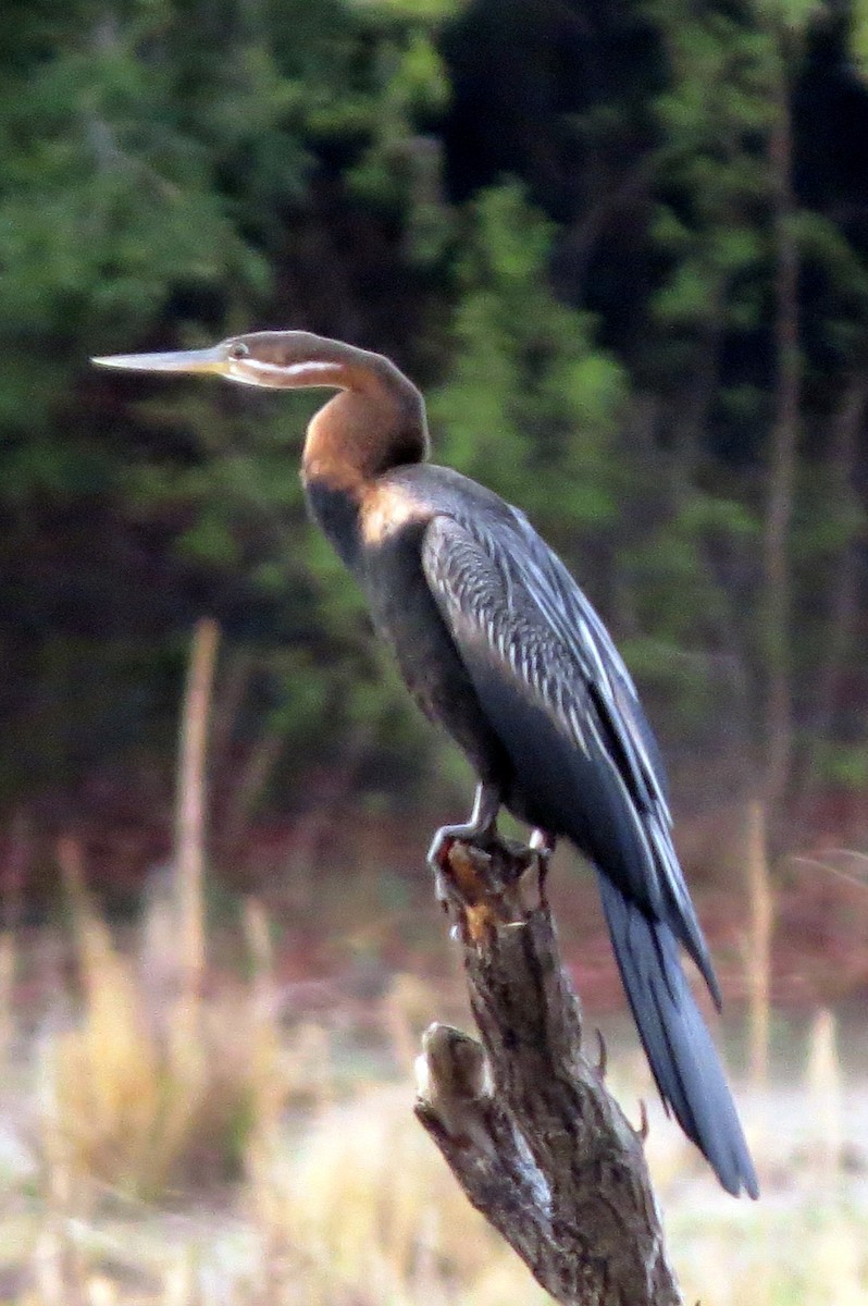 Afrika-Schlangenhalsvogel - ML612684666