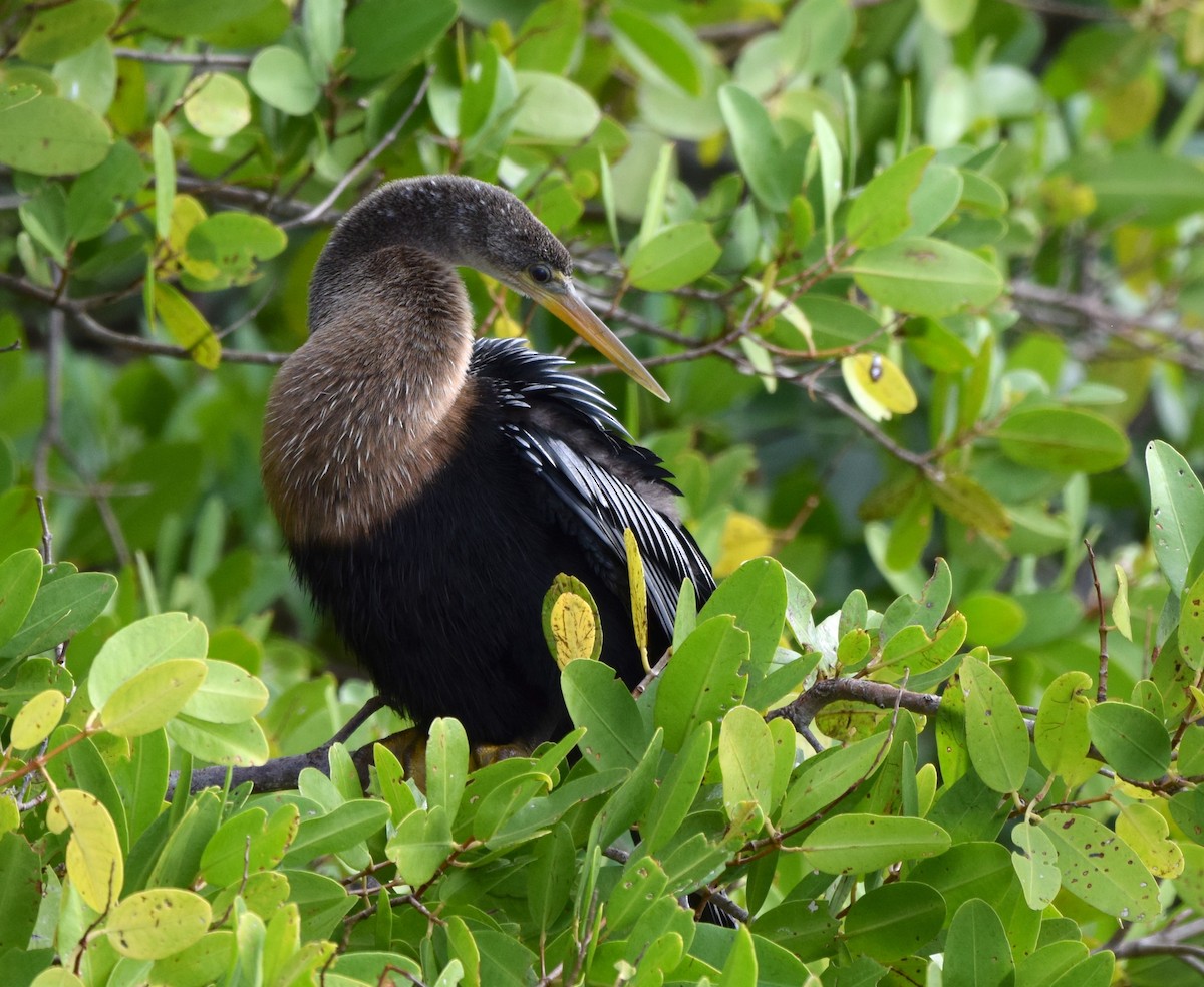 Anhinga - Jenna Atma