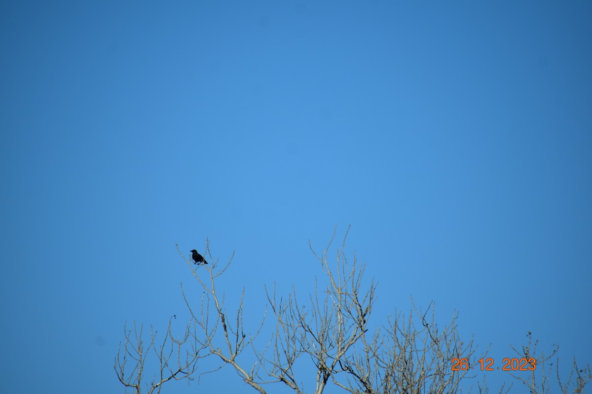 American Crow - ML612684873