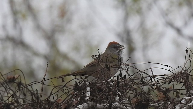 Green-tailed Towhee - ML612684971