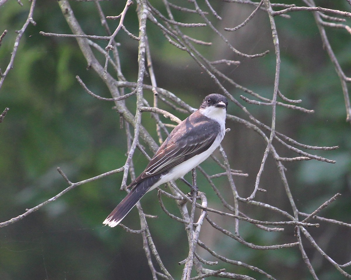 Eastern Kingbird - Susan Burkhart