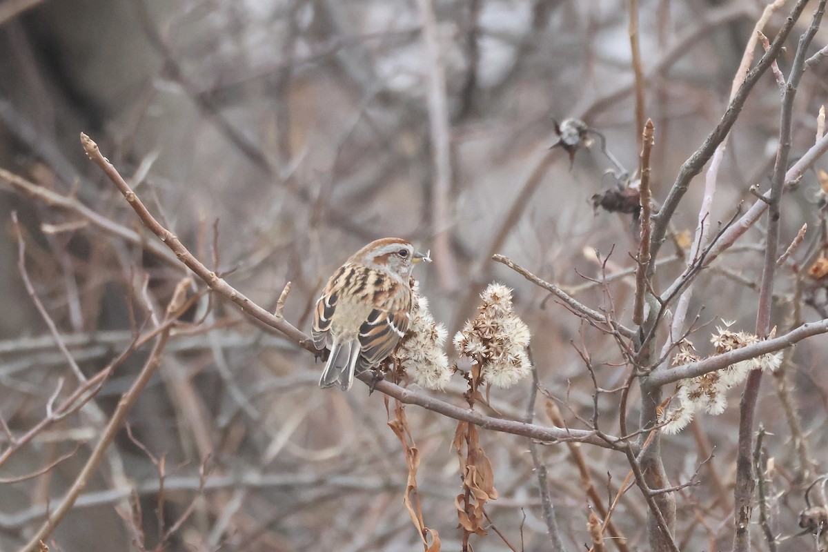 American Tree Sparrow - ML612685052