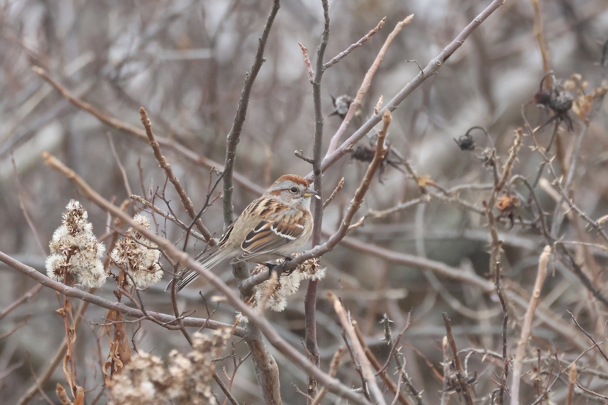 American Tree Sparrow - ML612685057