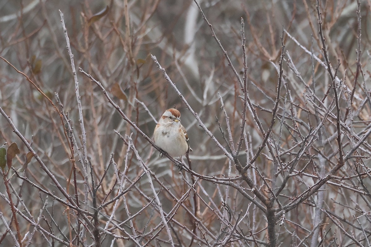 American Tree Sparrow - ML612685058