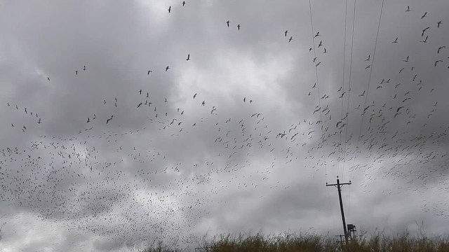 Snow Goose - ML612685121