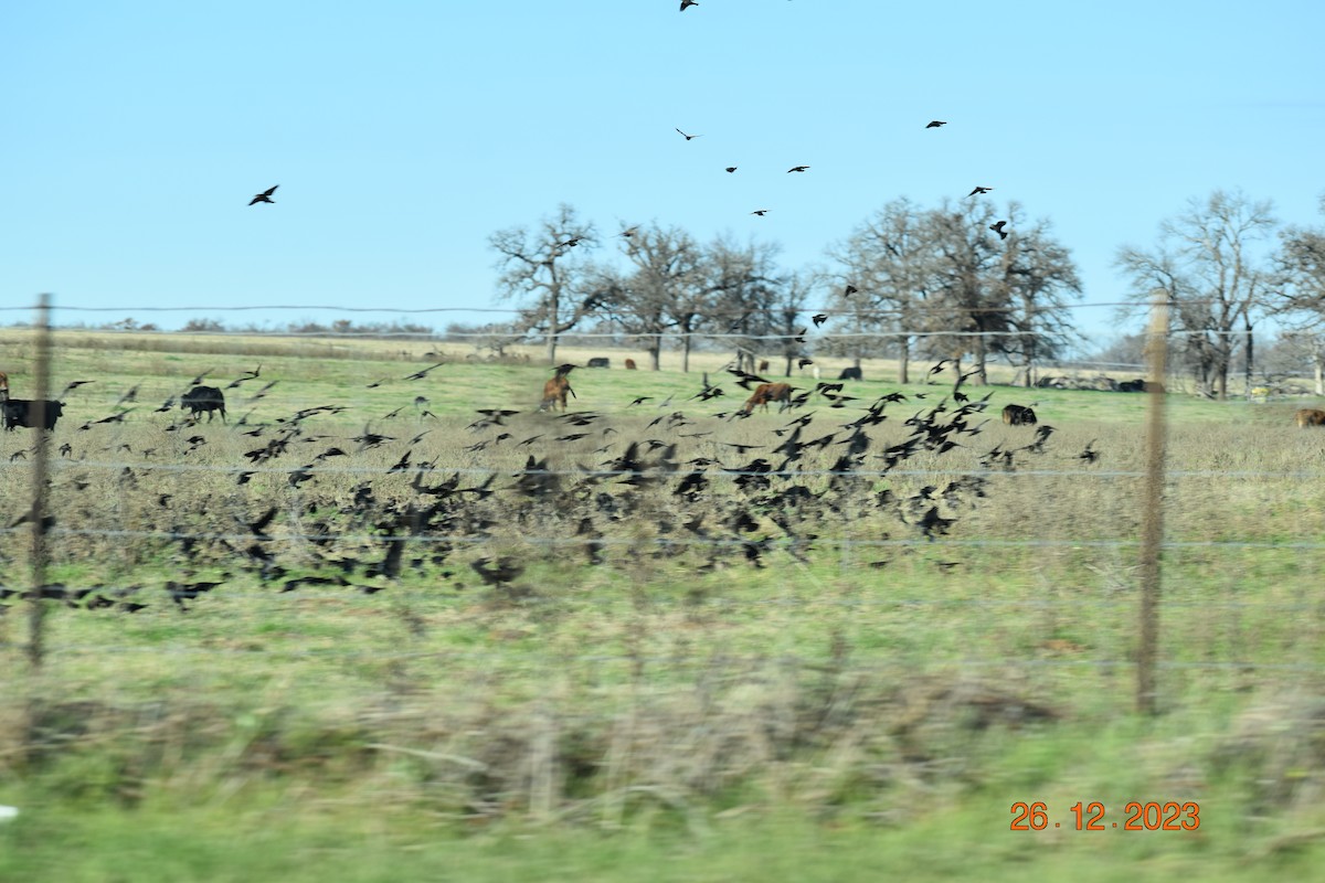 Red-winged Blackbird - ML612685151