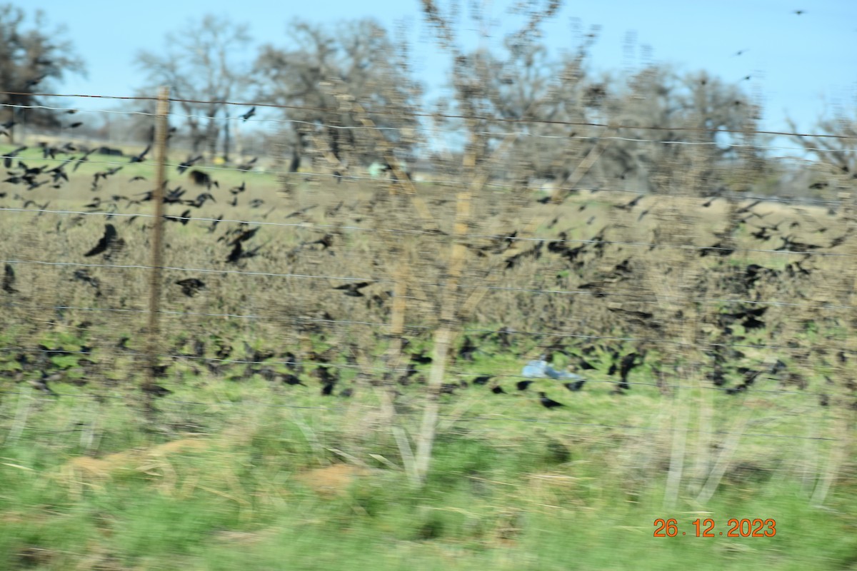 Red-winged Blackbird - ML612685153