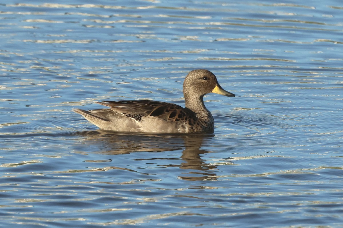 Yellow-billed Teal - ML612685162