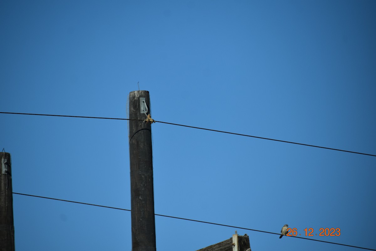 American Kestrel - ML612685174