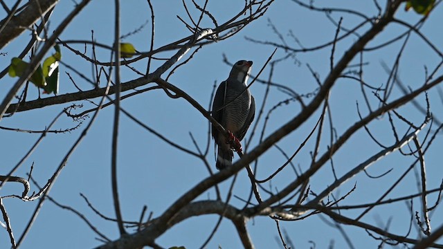 Lizard Buzzard - ML612685197