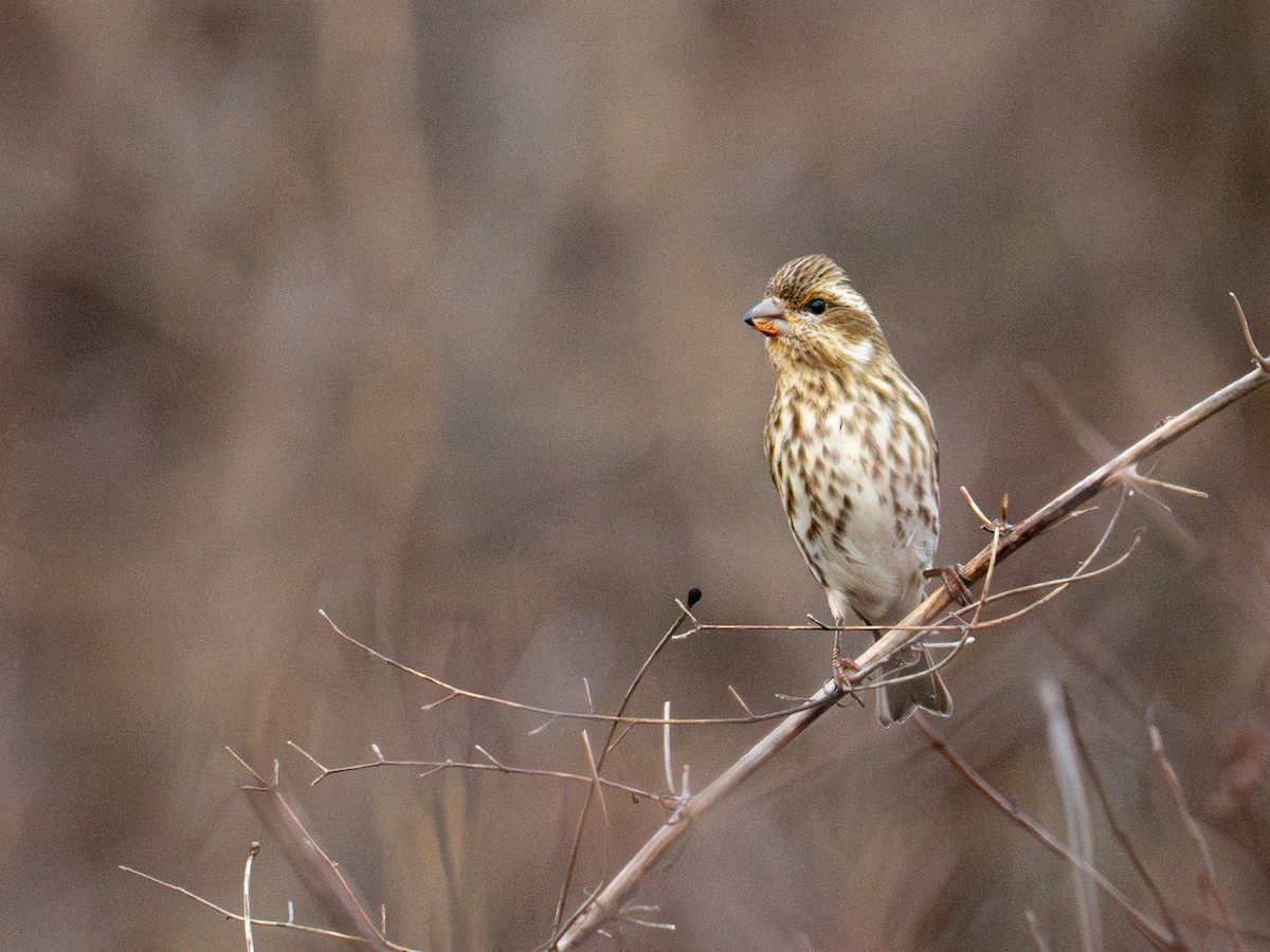 Purple Finch - ML612685209