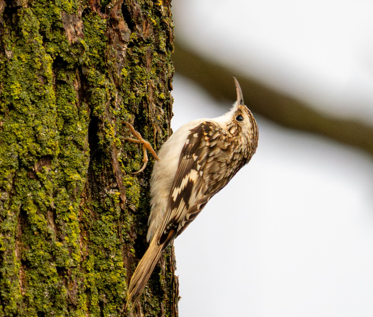 Brown Creeper - ML612685228