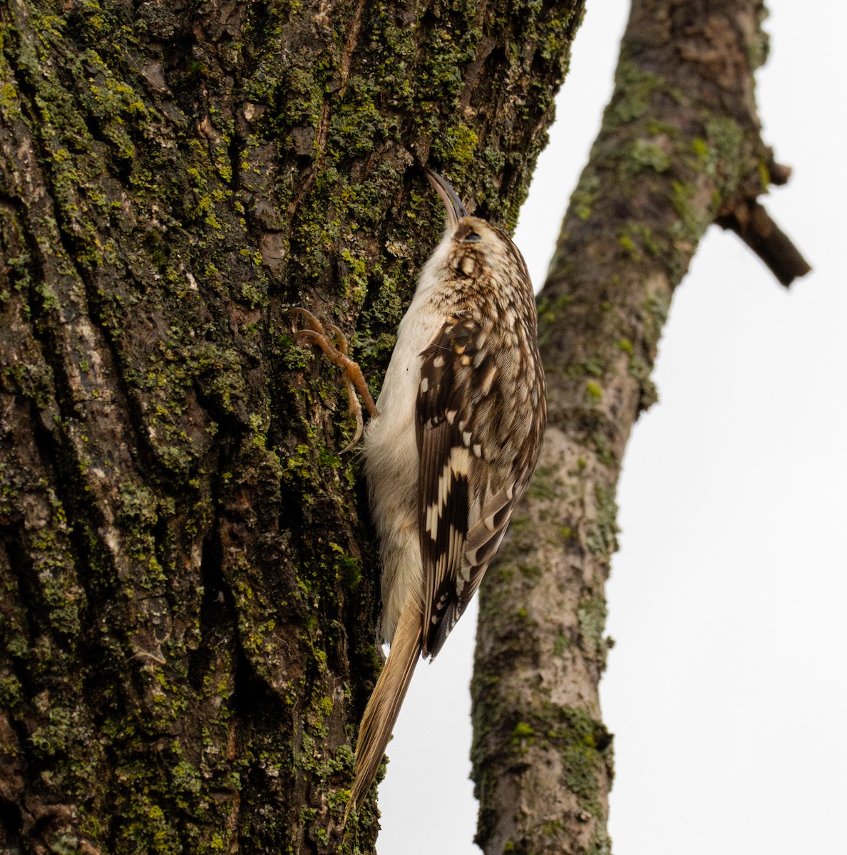 Brown Creeper - ML612685231