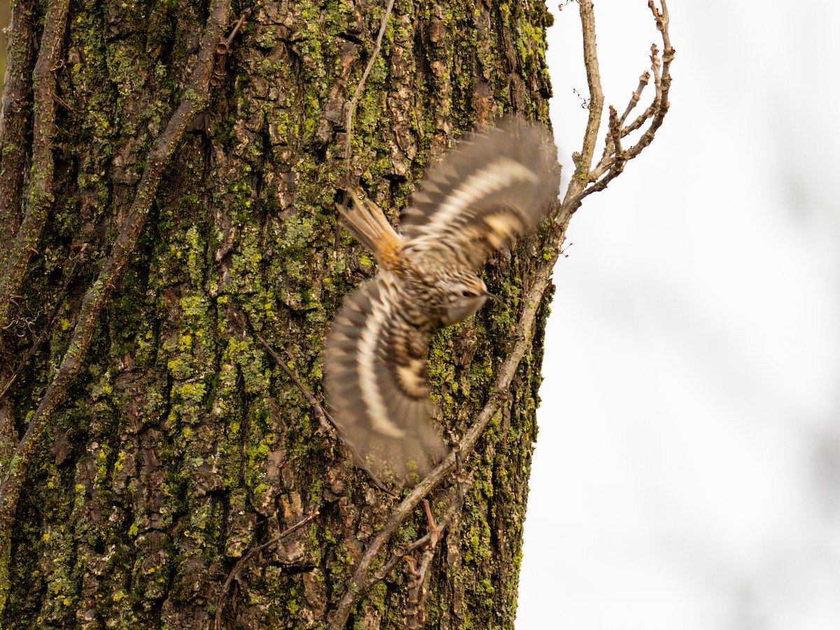 Brown Creeper - ML612685240