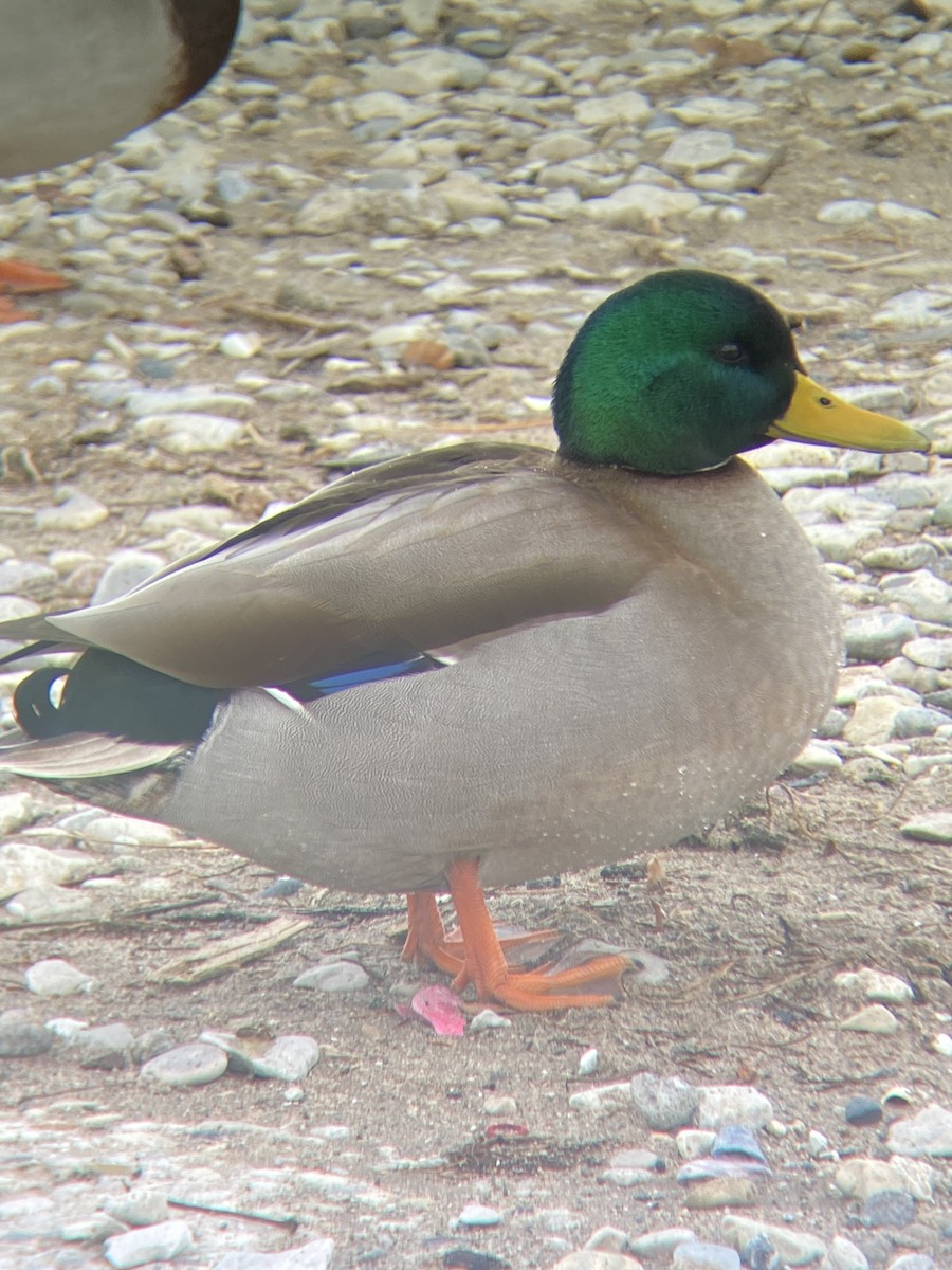 Mallard (Domestic type) - ML612685253