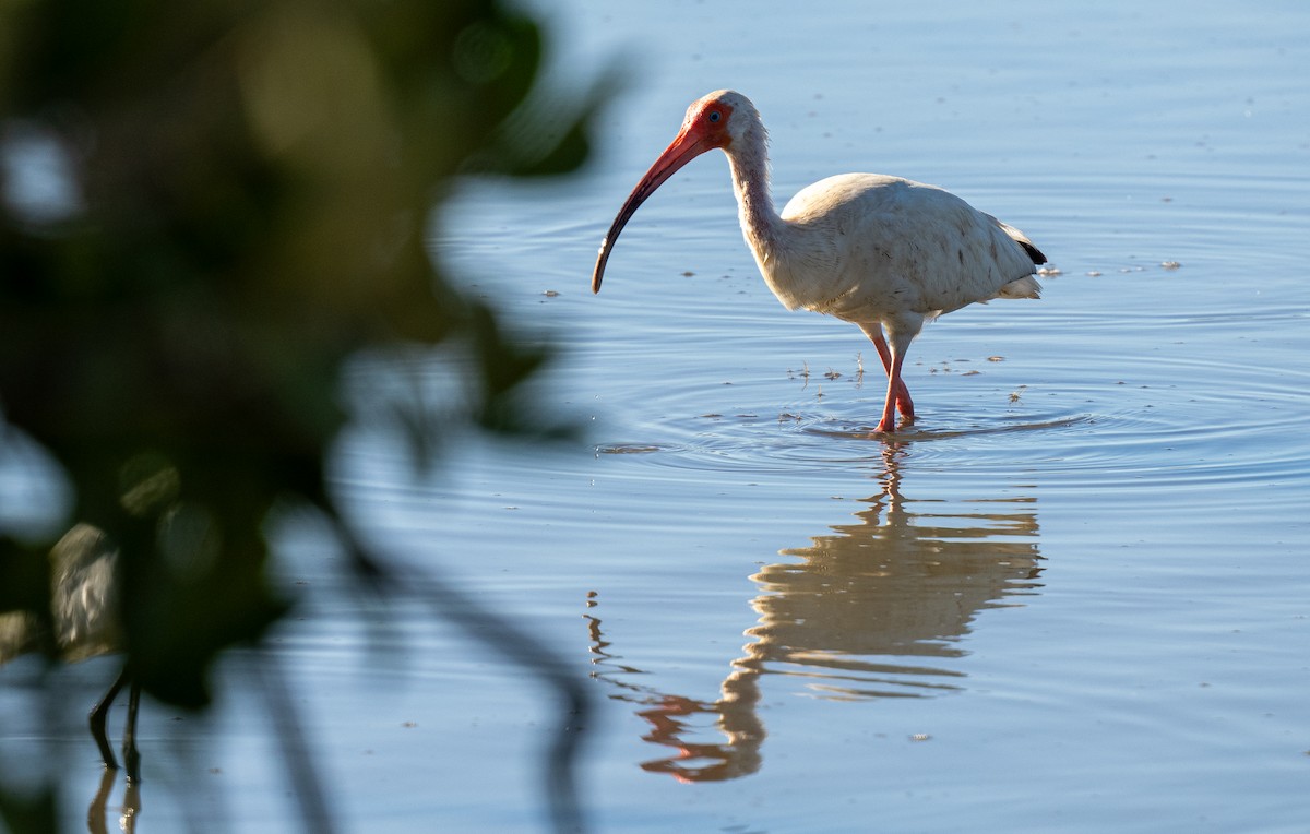 White Ibis - Forest Botial-Jarvis