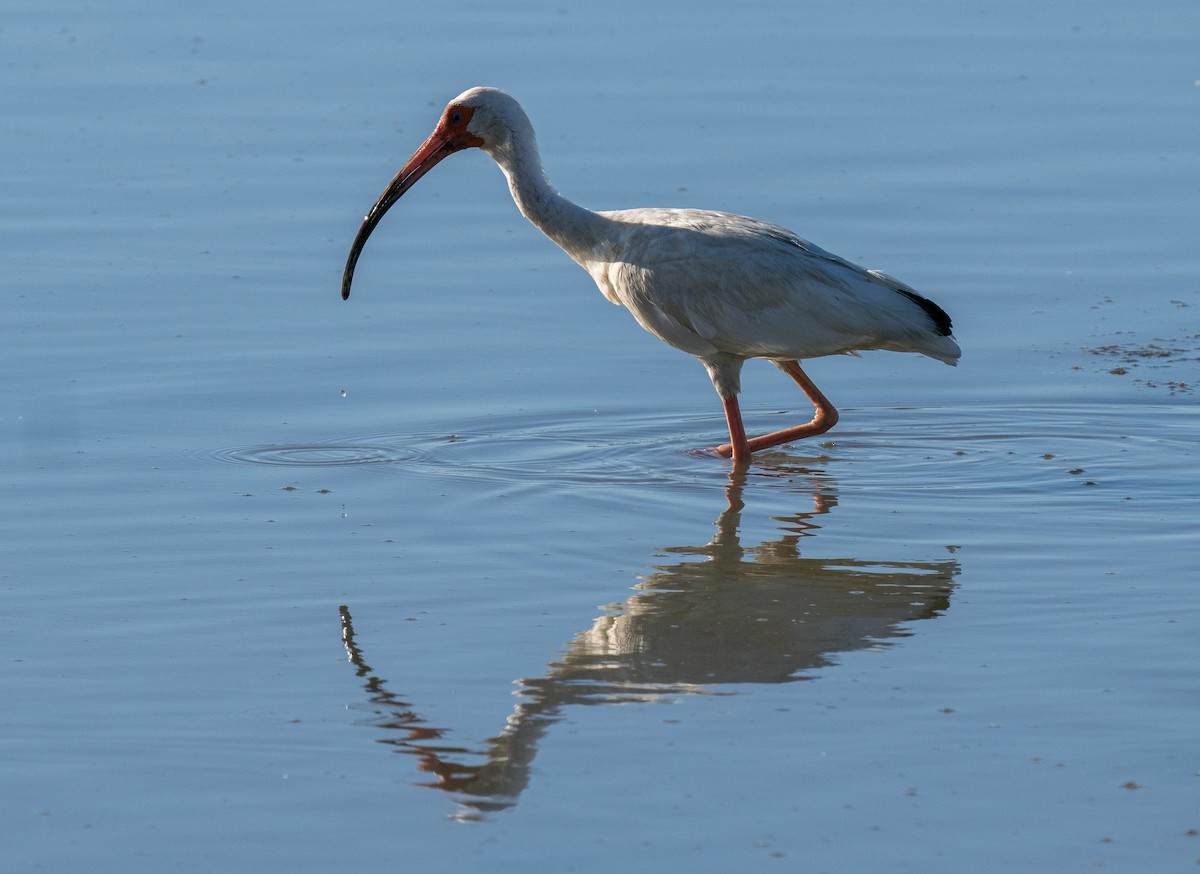 ibis bílý - ML612685271