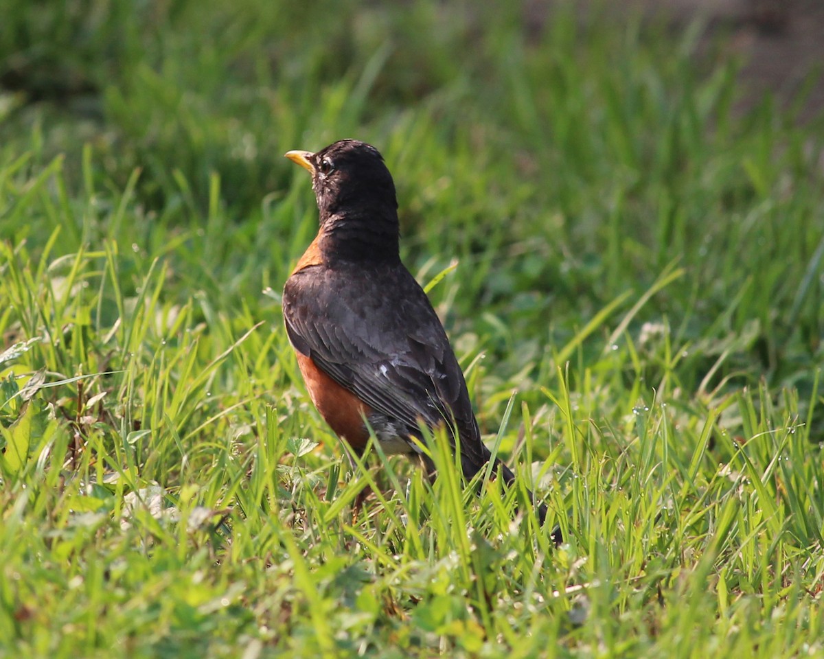 American Robin - ML612685309