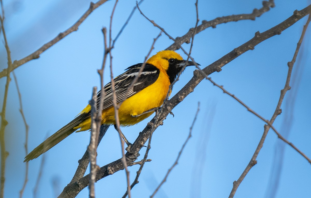 Hooded Oriole - Forest Botial-Jarvis