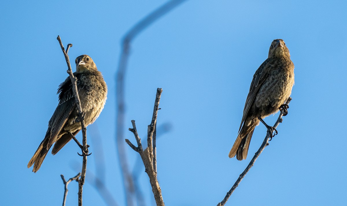 Bronzed Cowbird - ML612685381