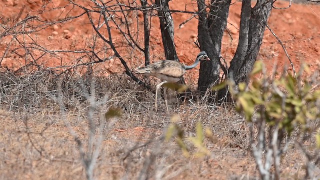 Outarde du Sénégal - ML612685382