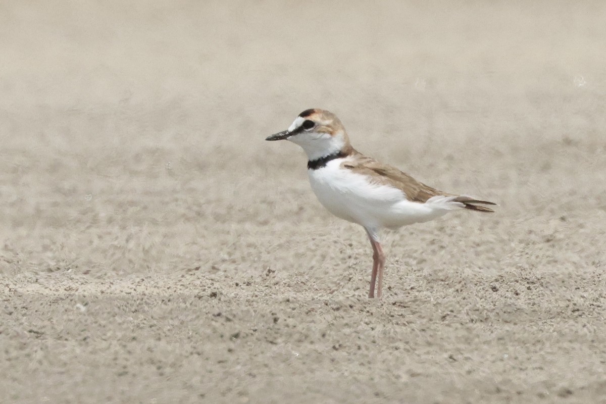 Collared Plover - ML612685441