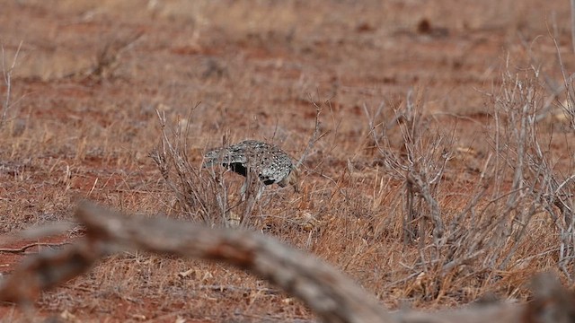 Buff-crested Bustard - ML612685446