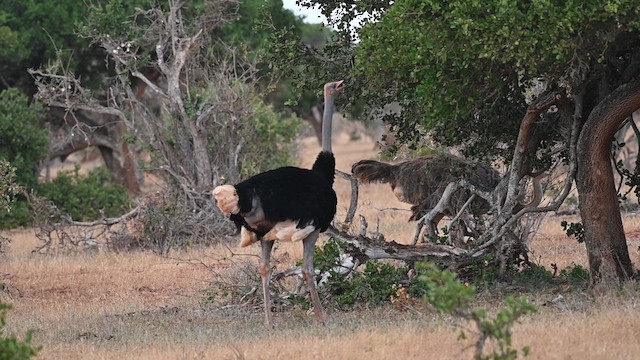 Autruche de Somalie - ML612685474