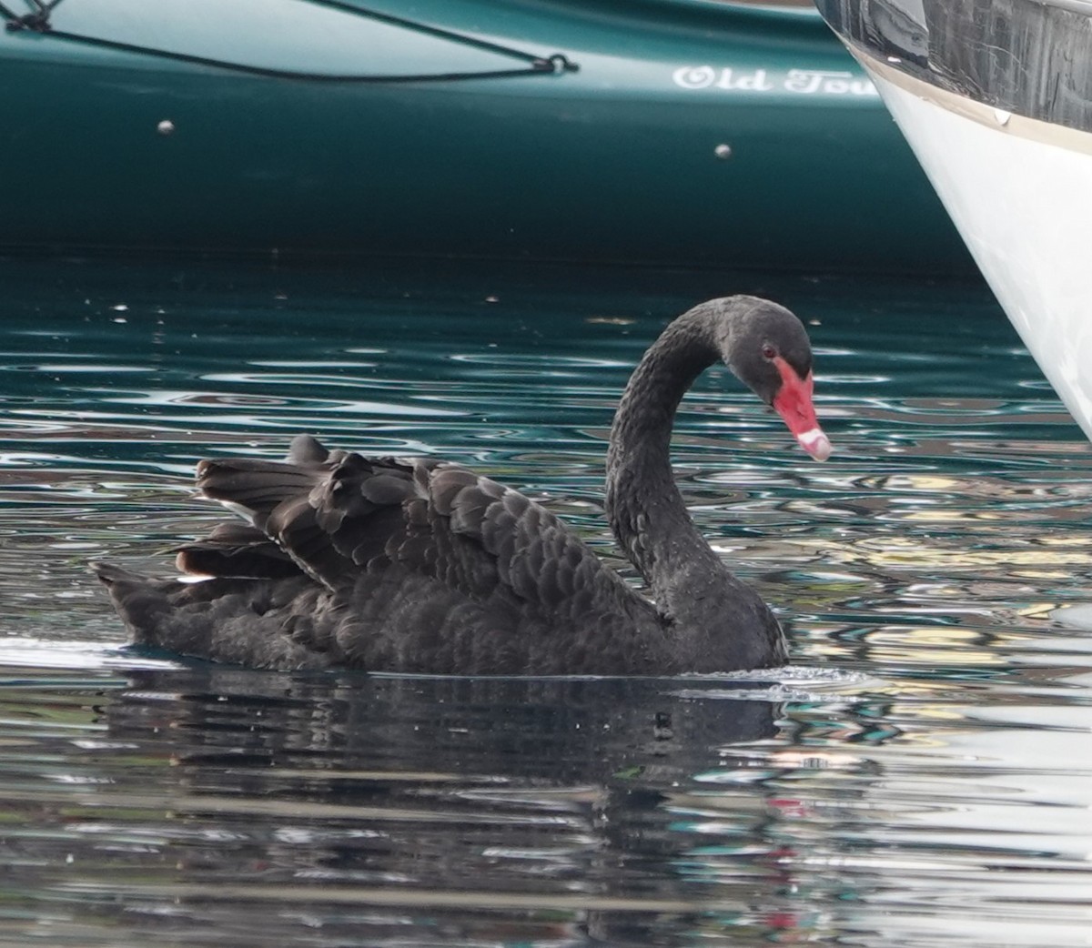 Black Swan - ML612685502