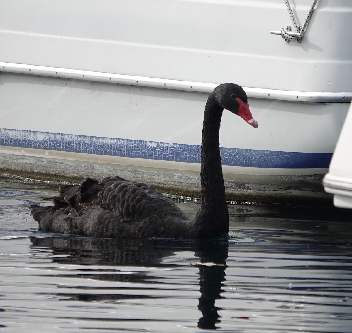 Cygne noir - ML612685503