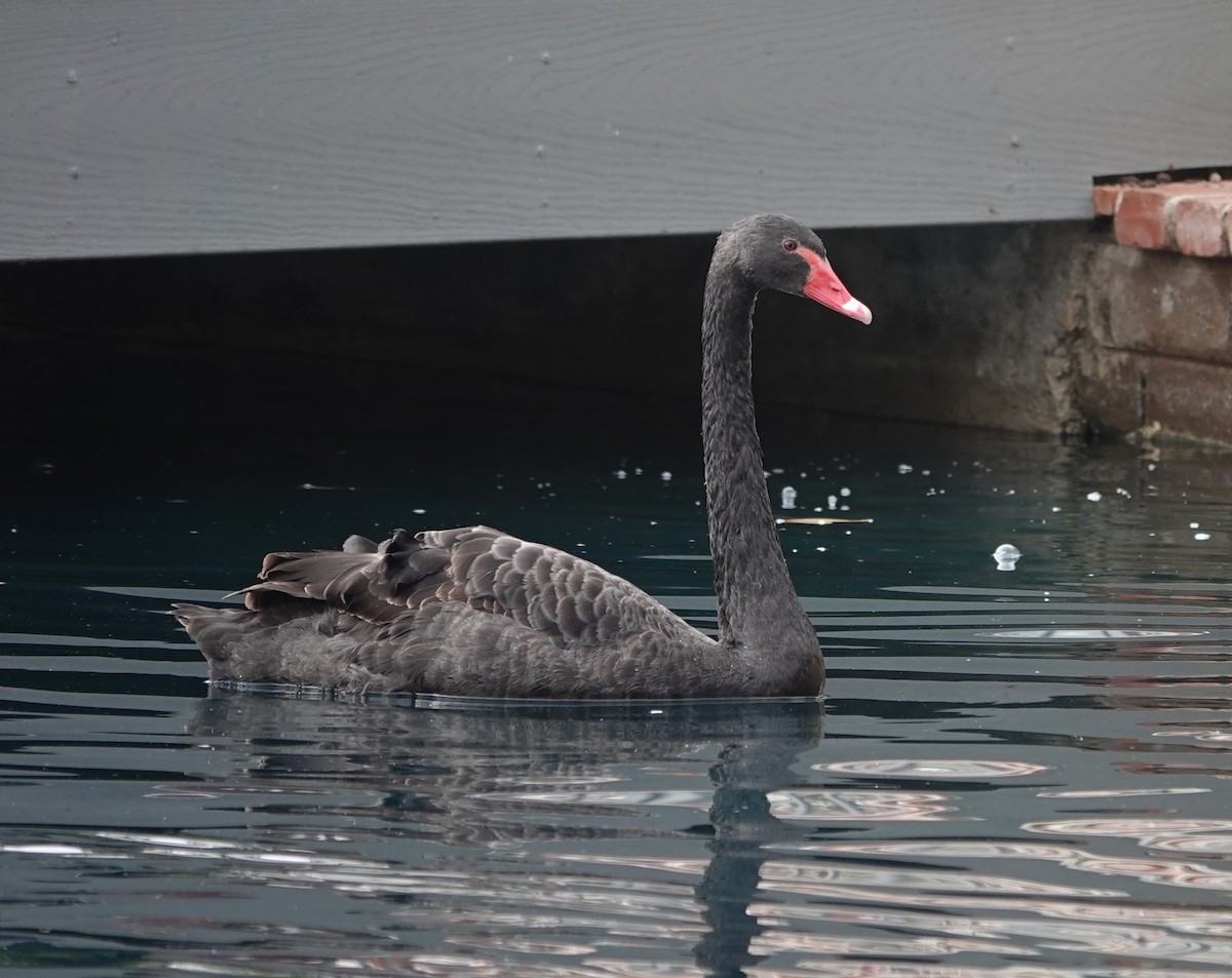 Black Swan - ML612685505