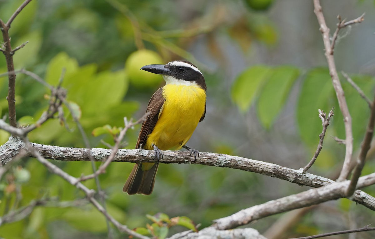 Boat-billed Flycatcher - ML612685511