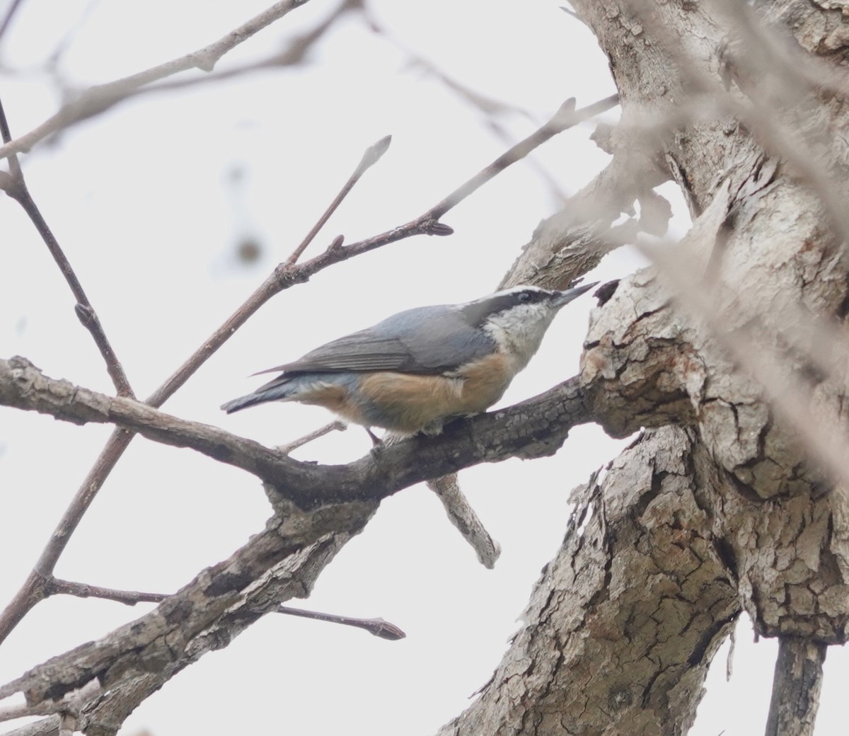 Red-breasted Nuthatch - ML612685514