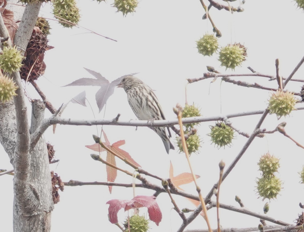 Pine Siskin - ML612685528