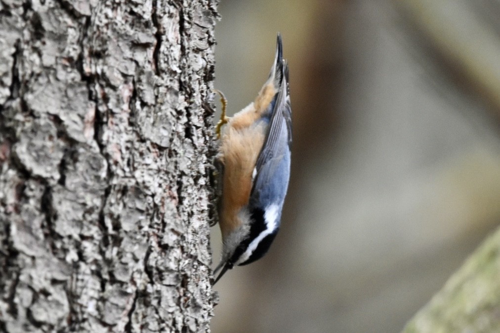 Red-breasted Nuthatch - ML612685567