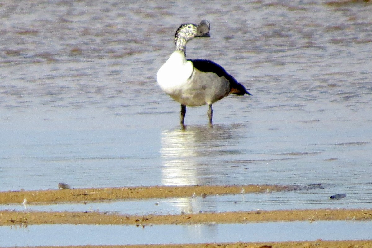 Canard à bosse - ML612685579