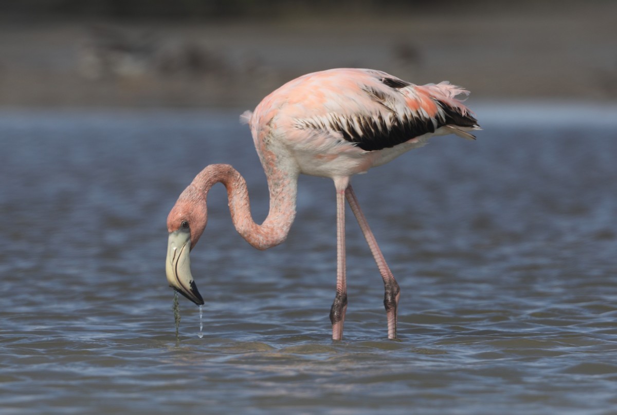 American Flamingo - "Chia" Cory Chiappone ⚡️