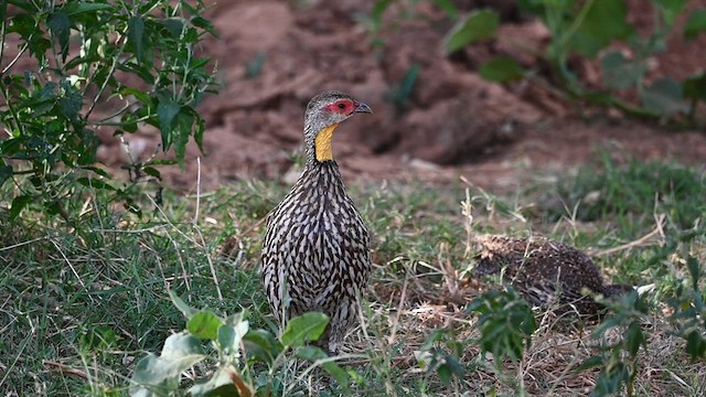 Yellow-necked Spurfowl - ML612685610