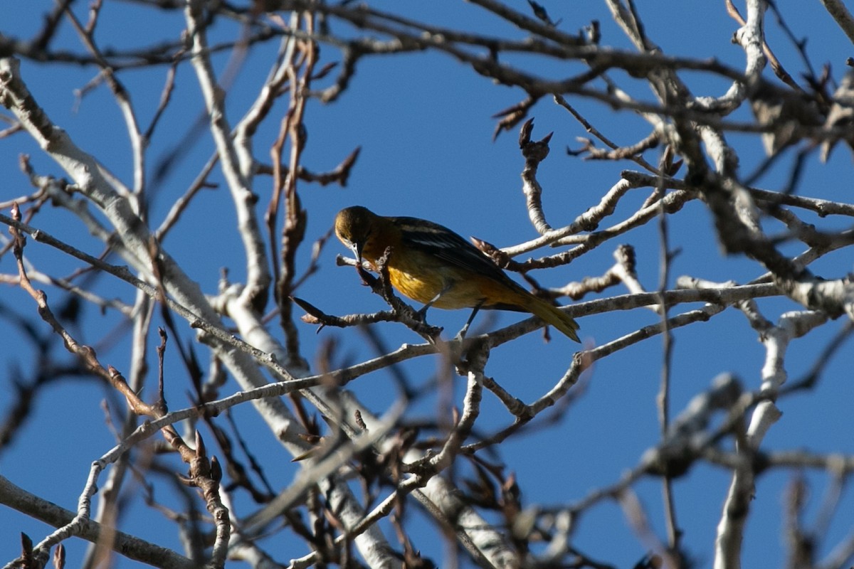 Oriole de Baltimore - ML612685617