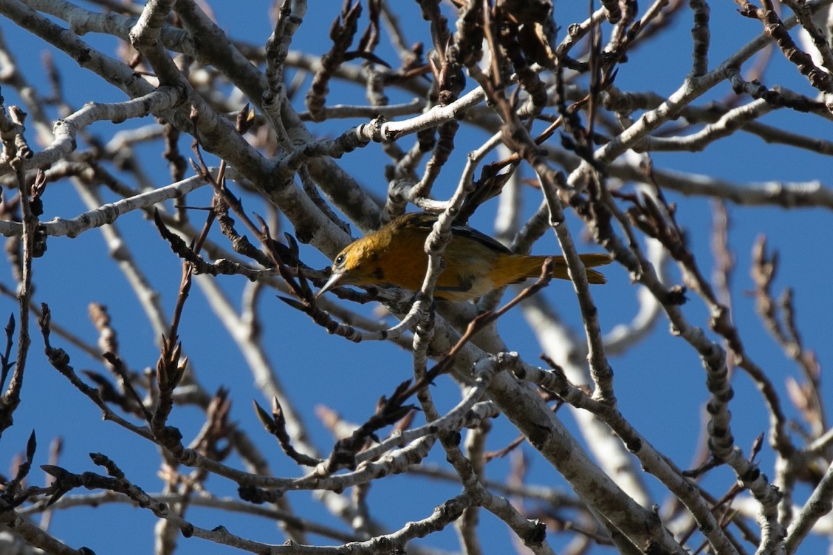 Baltimore Oriole - ML612685619