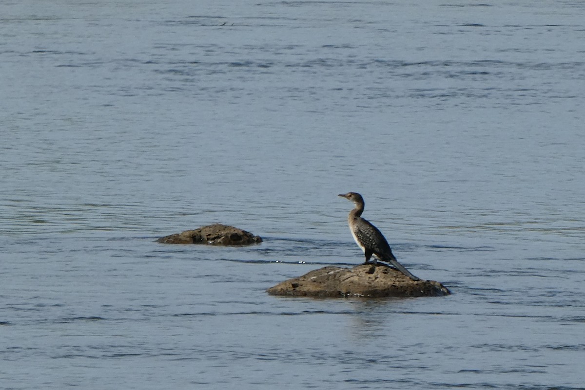 Long-tailed Cormorant - ML612685641