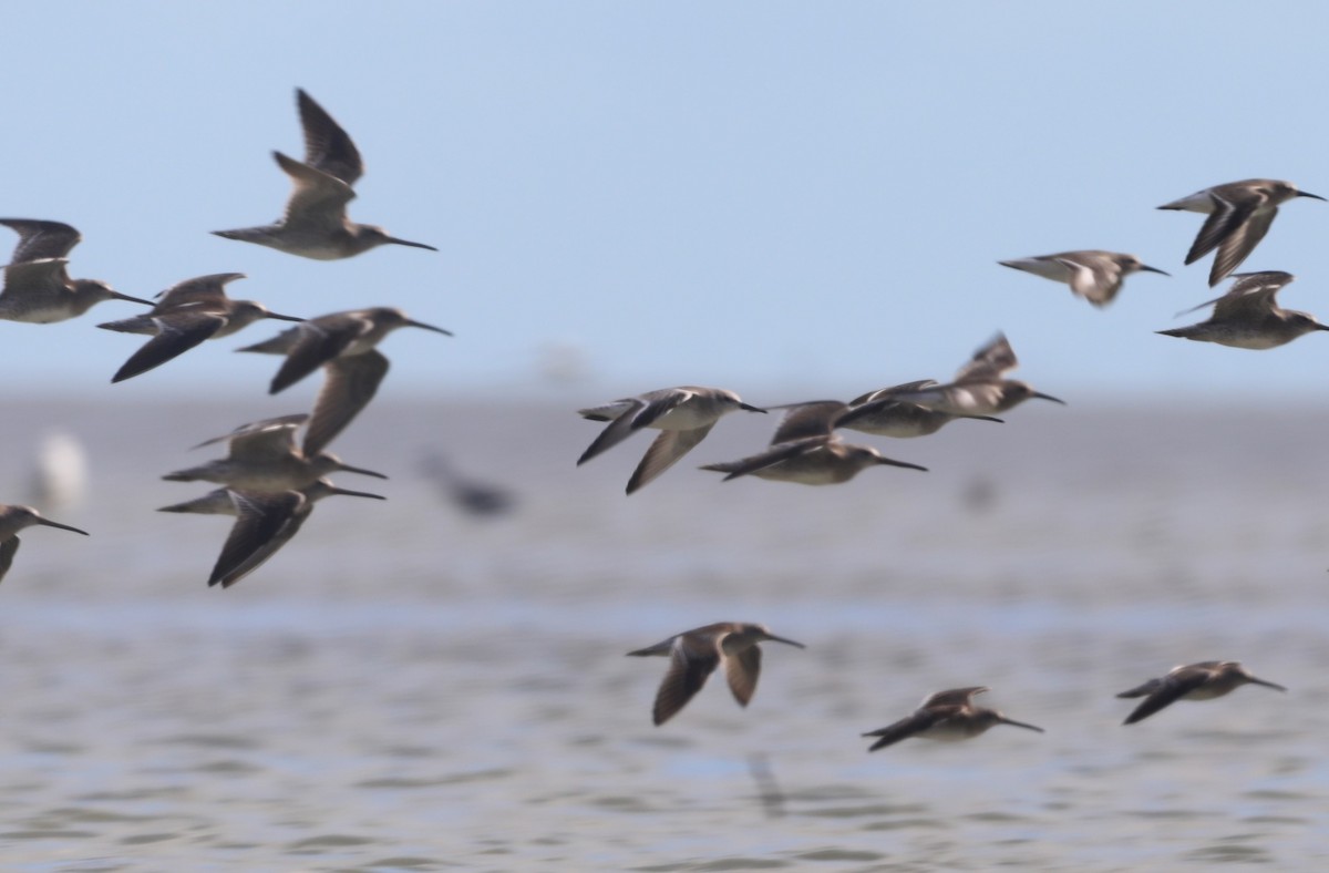 Red Knot - ML612685652