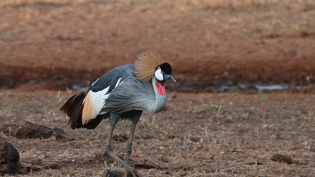 Gray Crowned-Crane - ML612685657