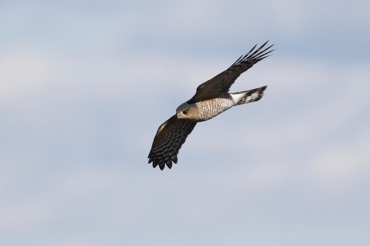 Sharp-shinned Hawk - ML612685668