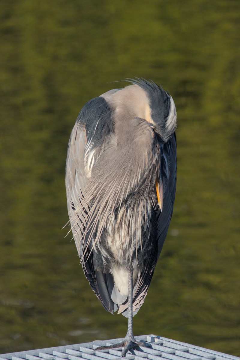 Great Blue Heron - ML612685714