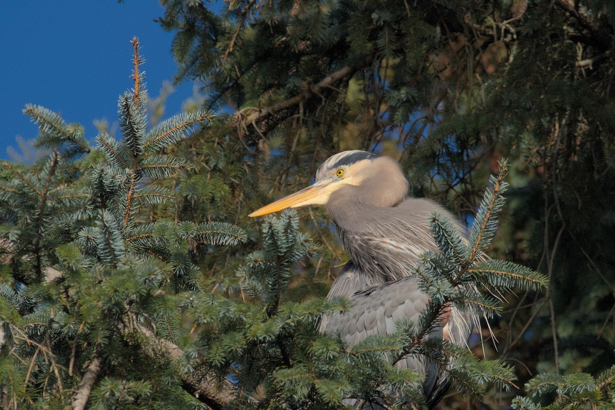 Great Blue Heron - ML612685715