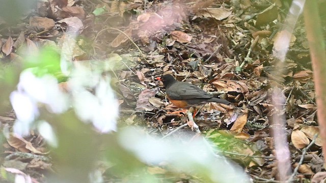 Taita Thrush - ML612685736