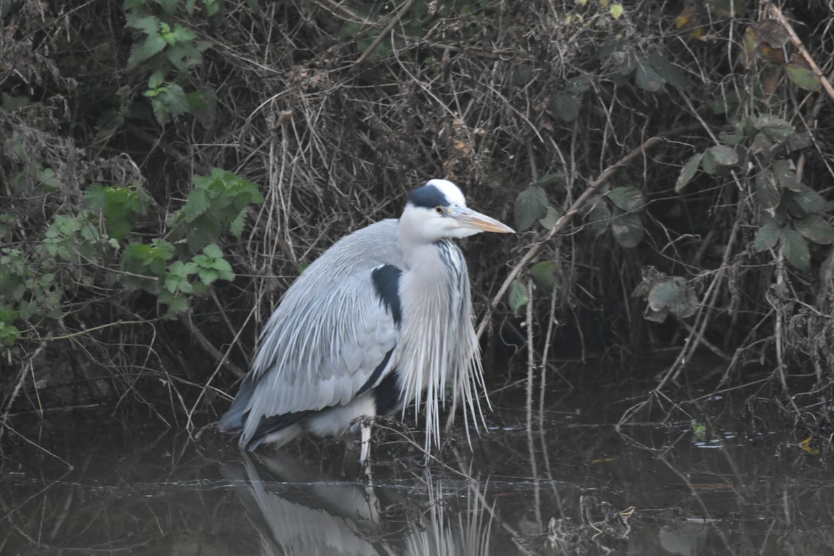 Gray Heron - ML612685739